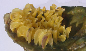 Oeufs Bigorneaux perceur