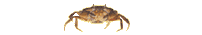 crabe
