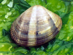Palourde sauvage