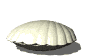 coquillage