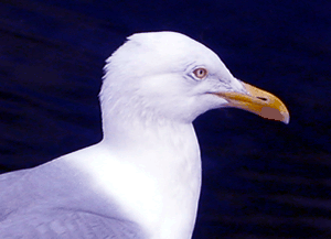 La mouette tridactyle