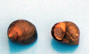 Bigorneaux