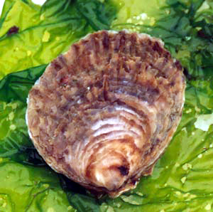 l'huître plate