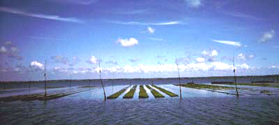 Parc ostréicole, Golfe du Morbihan