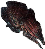 Morgate